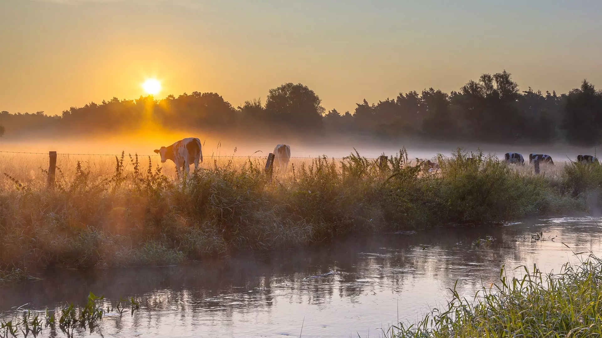 header Herman ontwerpt natuurlijk